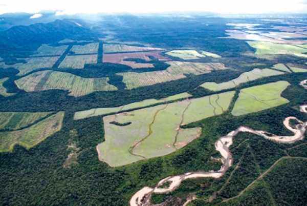 Denuncian demoras en el tratamiento de la Ley de Delitos Forestales