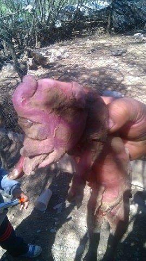 Sorpresa por el nacimiento de un chanchito deforme en Las Lajitas