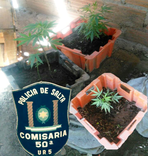 Fueron por un problema familiar y encontraron plantines de marihuana
