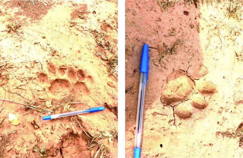 Presencia de Yaguareté en la Reserva Provincial Los Palmares