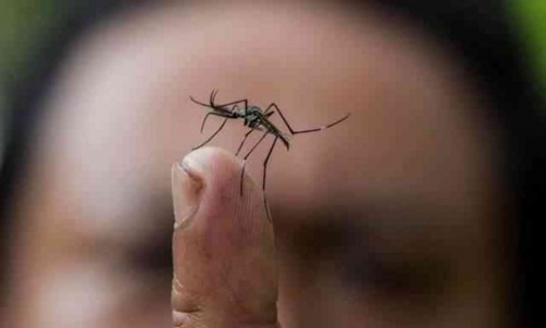 Confirman 352 casos de dengue y 91 de chikungunya en Salta