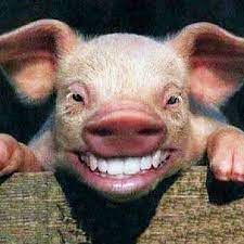 Imputan a la dueña de un cerdo que hirió al menos a dos personas