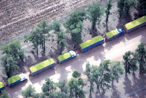 La finca desmontadora "La Moraleja", ahora busca vender limones a EE.UU.
