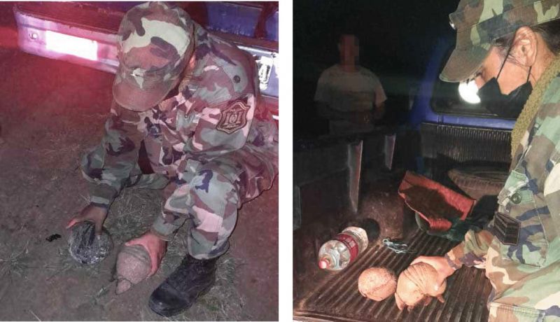 En Apolinario Saravia 25 quirquinchos fueron devueltos a su hábitat