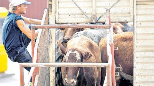 Por primera vez, productores de Anta harán un remate ganadero