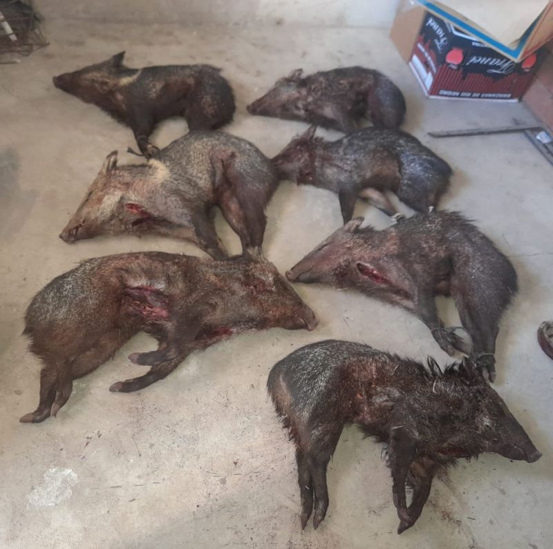 La Policía infraccionó a tres personas por cazar animales silvestres protegidos