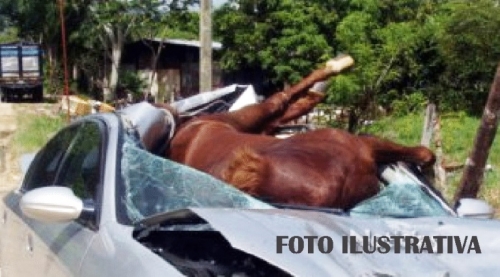 Un caballo provocó un accidente fatal en la ruta provincial 5