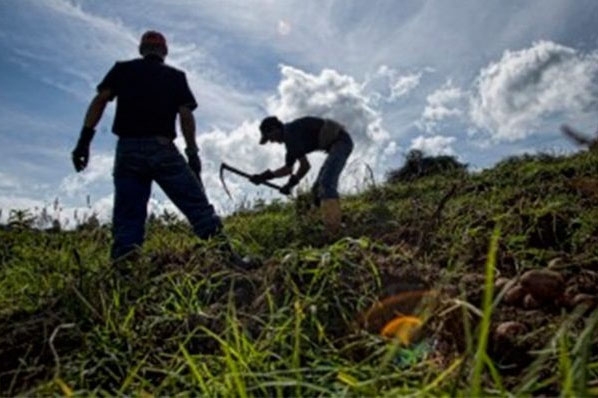 Continuidad productiva y abastecimiento de alimentos