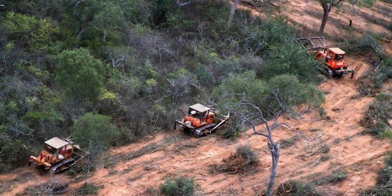 En 2023 ya se deforestaron en Salta más de 5 mil hectáreas