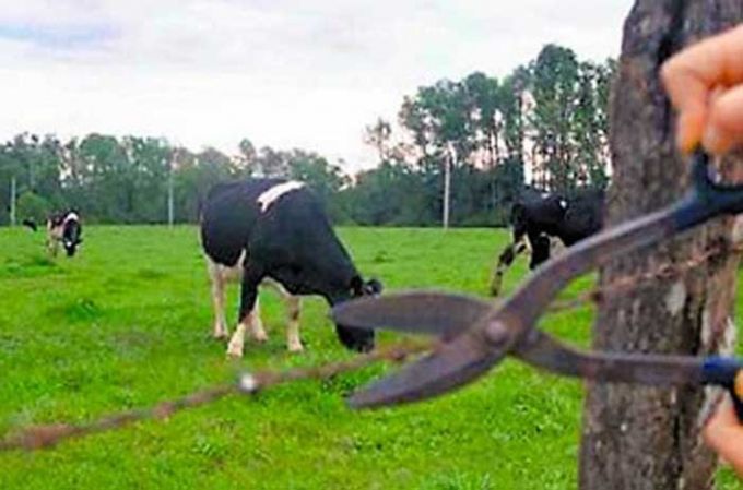 Robaron una vaca y los encontraron haciendo asado