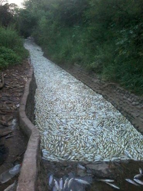 Matanza de peces en General Pizarro