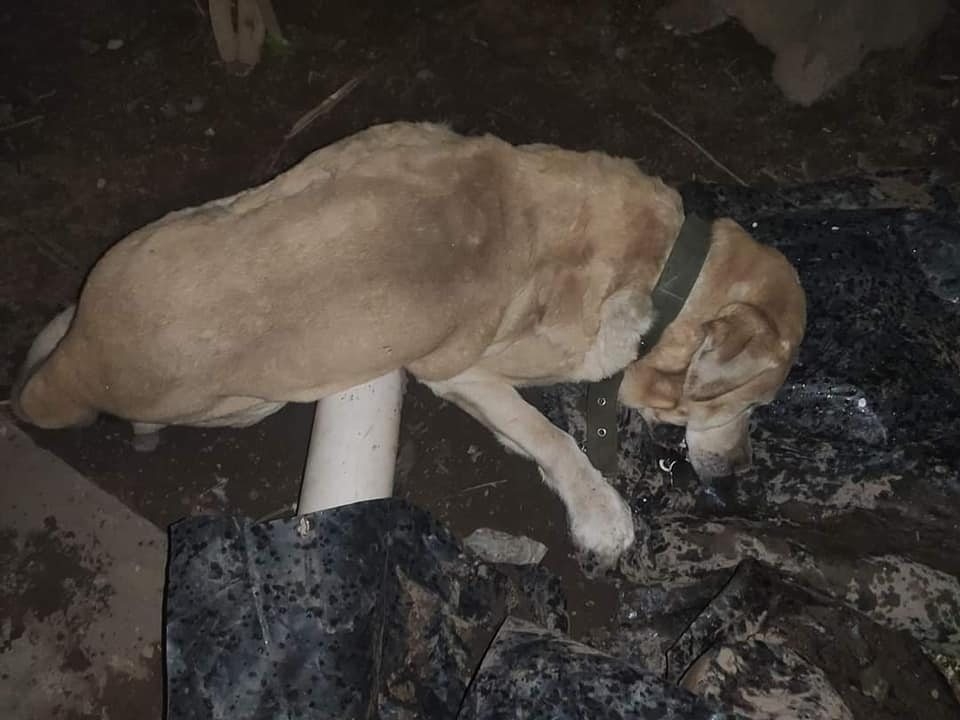 Efectos mortales de la pirotecnia en los perros