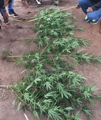 Cultivaban plantas de marihuana en una carpintería de Taco Pozo