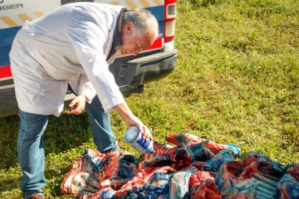 Decomisaron 300 kilogramos de carne porcina