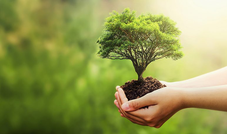 Los árboles son parte fundamental para la preservación de la vida