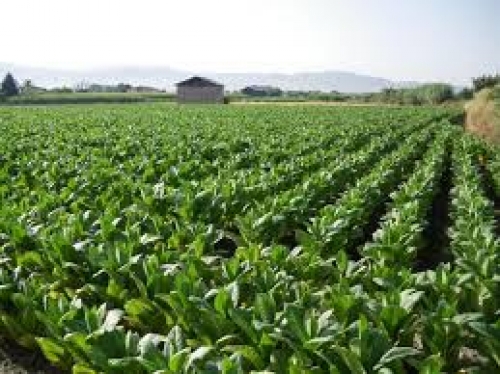 A un año del impuestazo se agudizó la crisis de los tabacaleros