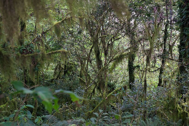 Greenpeace: “Sáenz es cómplice del crimen ambiental en la Selva de Yungas”