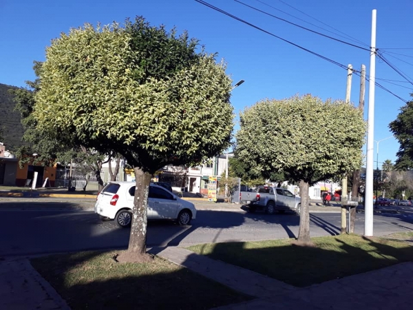 La Municipalidad la multó por redondear la copa de sus árboles