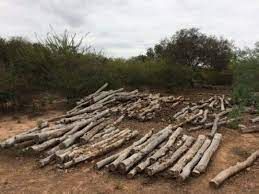 Salta: Wichis denuncian amenazas derivadas del desmonte