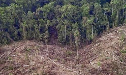 Salta recibirán 15 millones de dólares del plan Bosques Nativos y Comunidad