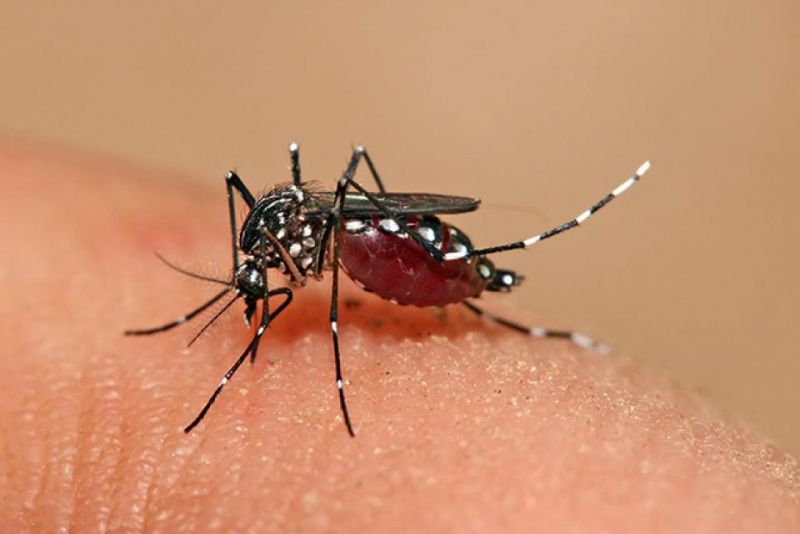 Argentina supera los 45 mil casos de dengue y Salta es la segunda provincia con más infectados
