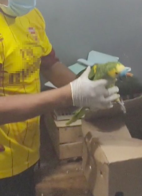 Rescatan 52 aves que eran transportadas en un camión