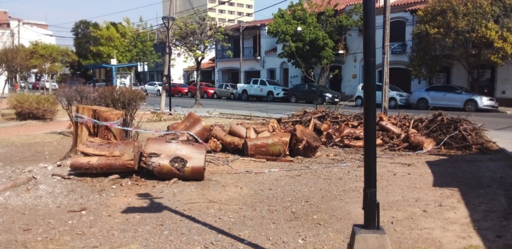 Destruyeron un árbol de especie protegida en la Legislatura