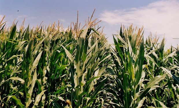 Caen precios de la soja y el maíz en el Mercado de Chicago
