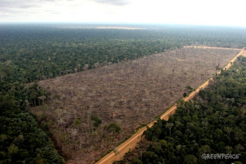 Datos oficiales de deforestación: Santiago del Estero y Salta son las provincias que más destruyen los bosques