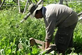 “Con esta pandemia, los primeros que caen son los pequeños y medianos productores”