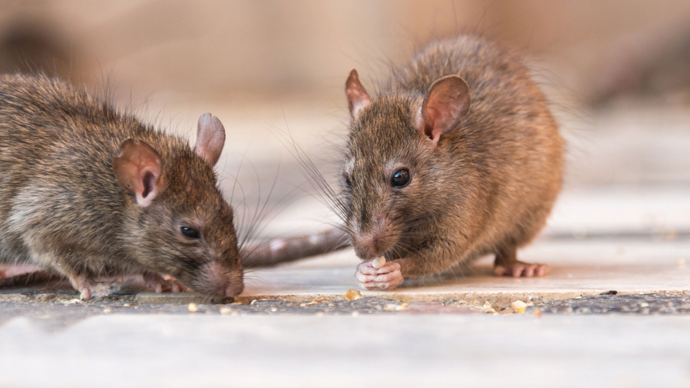 Padres se movilizan por una invasión de ratones en la Escuela Urquiza