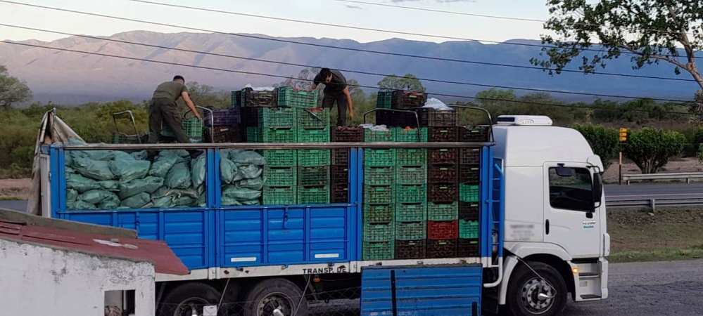 Intentaron disimular 100 kilos de hojas de coca en un cargamento de tomates