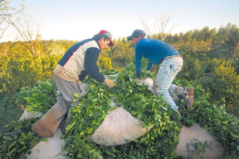 “Los trabajadores golondrina han puesto en evidencia la falta de oportunidades en Salta”