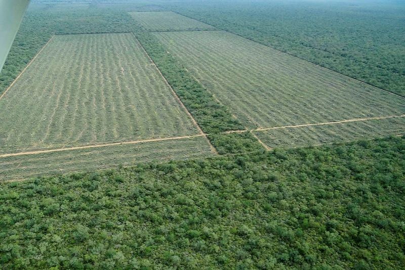 Denuncian que en Salta desmontaron 800 hectáreas de las cuales 120 son del Presidente de la Sociedad Rural Salteña