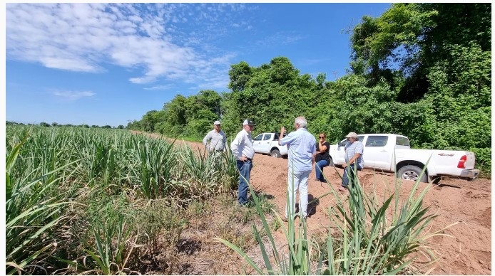 Productores caña de azúcar: “No hay nada que cosechar”