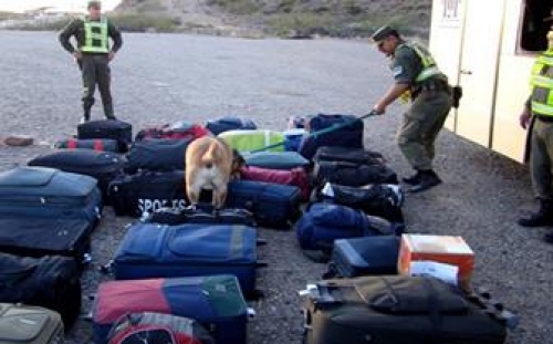 La droga también viaja en ómnibus