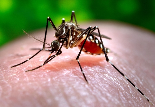 Chikungunya: en Salta detectaron 329 brotes durante el primer semestre