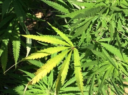 Martín Grande no demoniza la marihuana