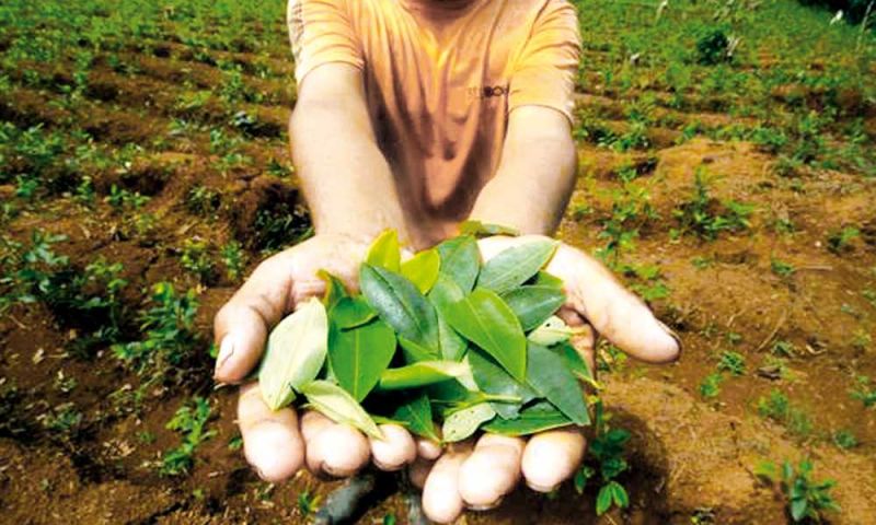 Una propuesta ante la escasez: La producción de coca es viable con el clima salteño