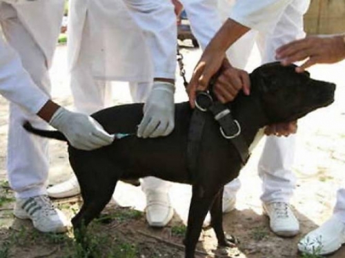 Alerta por casos de rabia en Salta y Jujuy
