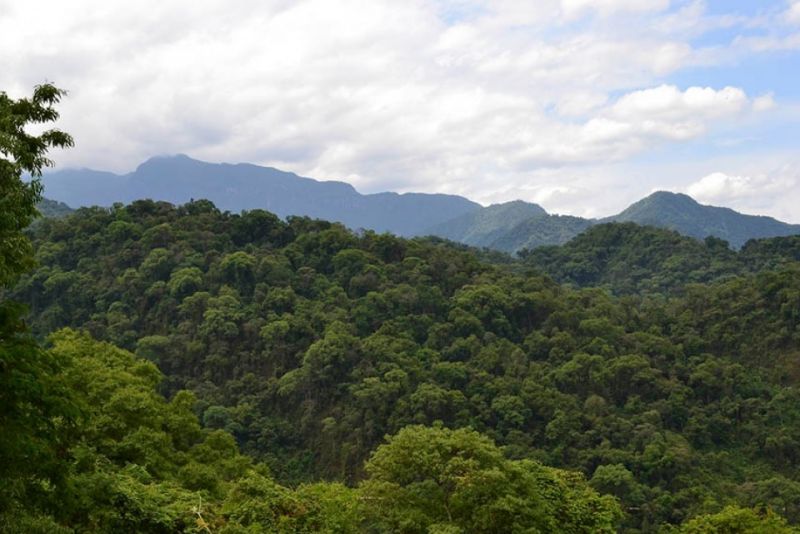 Se invirtieron menos de $30 por hectárea para conservar bosques