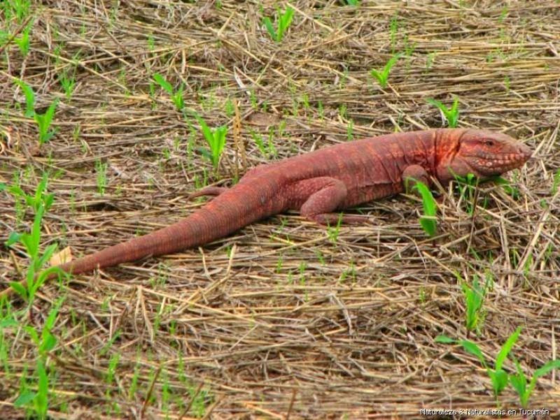 Muere un bebé por desnutrición y nos mandan a cazar y comer iguana