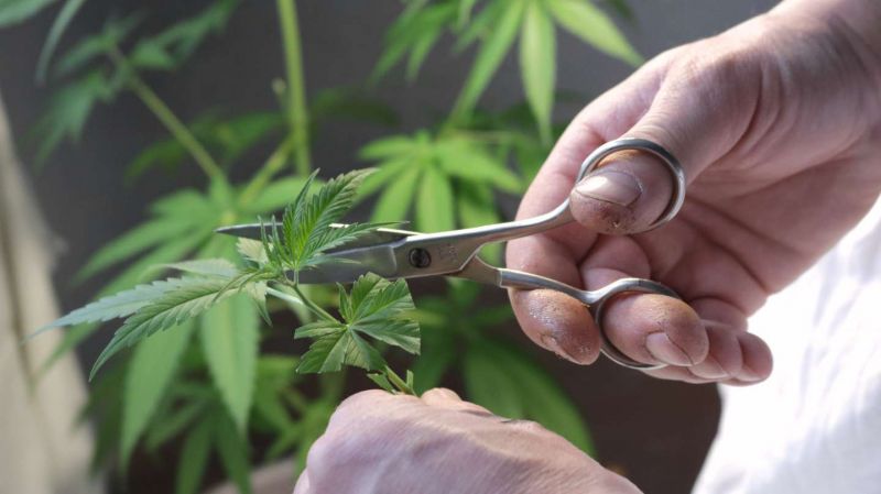 Marihuana legal: hay 40 mil consumidores autorizados y proyectos que sueñan con negocios millonarios