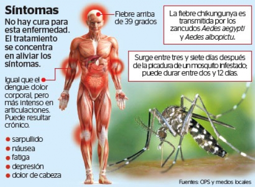 La fiebre Chikungunya llegaría a Salta a fines del verano