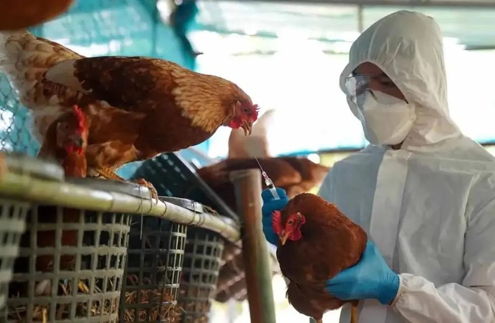 El riesgo de trasmisión de gripe aviar a los humanos es muy bajo