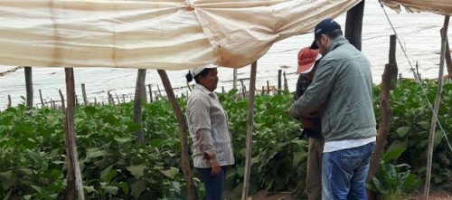 Investigan presunto trabajo infantil y trata laboral en Salta