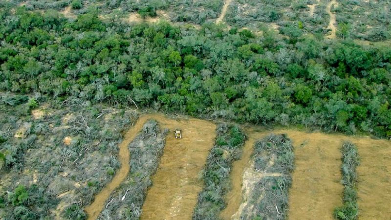De los Ríos niega los desmontes en Salta: “No es lo mismo un desarrollo ganadero que un desmonte”