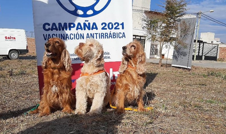 El municipio refuerza los operativos de vacunación antirrabica y castraciones