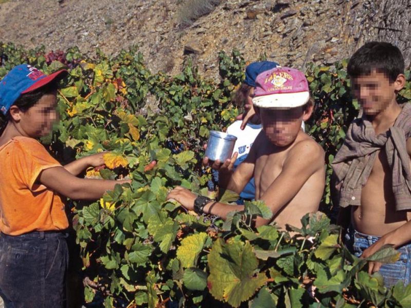 Admiten que en la provincia hay trabajo infantil, pero “está controlado”