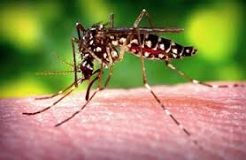 Confirman dos casos de zika, hay 3 sospechosos y un caso de dengue que requiere segunda prueba